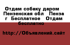 Отдам собаку даром - Пензенская обл., Пенза г. Бесплатное » Отдам бесплатно   